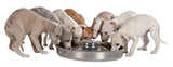 Trixie Junior Puppy Bowl Stainless Steel